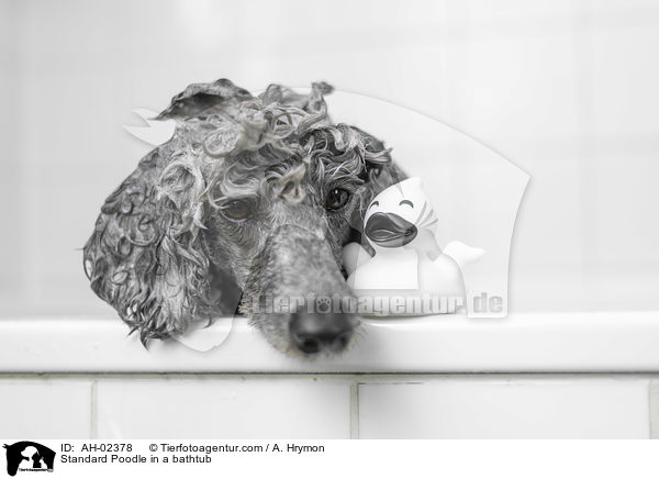 Standard Poodle in a bathtub / AH-02378