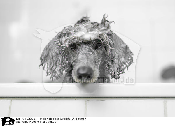 Kleinpudel in einer Badewanne / Standard Poodle in a bathtub / AH-02388