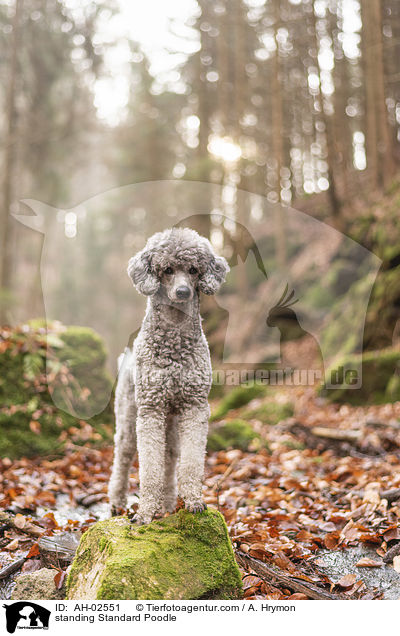 standing Standard Poodle / AH-02551