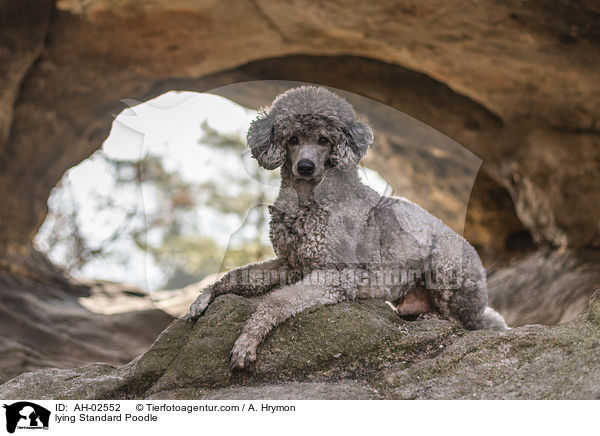 lying Standard Poodle / AH-02552