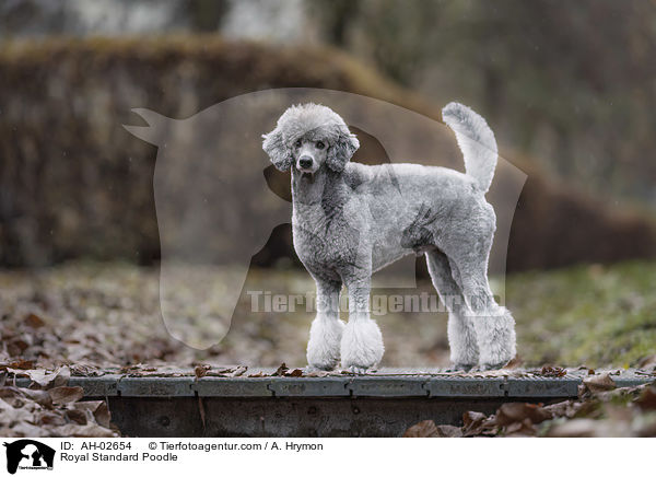 Royal Standard Poodle / AH-02654