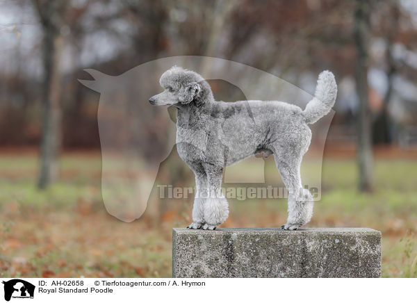 Royal Standard Poodle / AH-02658