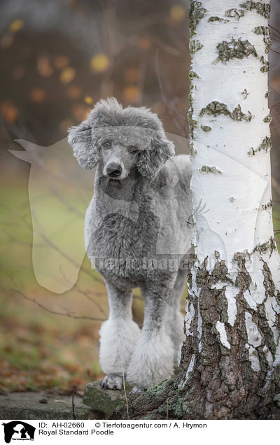 Royal Standard Poodle / AH-02660