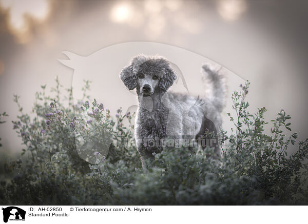 Kleinpudel / Standard Poodle / AH-02850