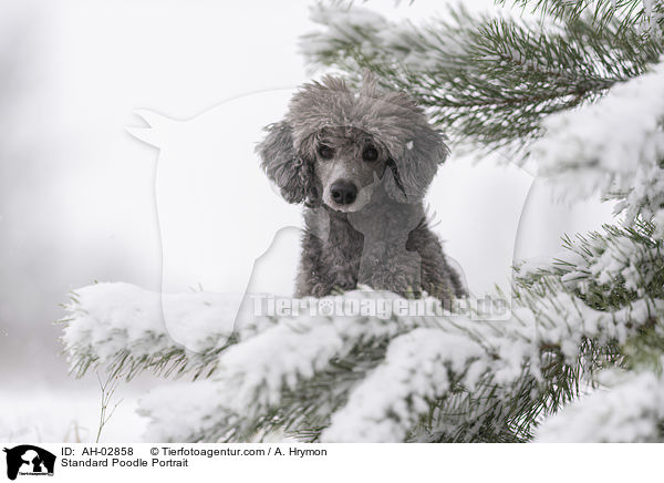 Kleinpudel Portrait / Standard Poodle Portrait / AH-02858