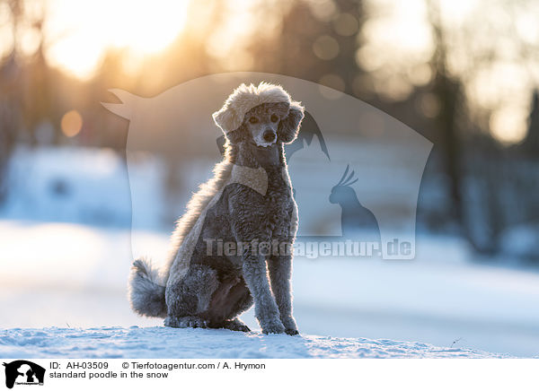 standard poodle in the snow / AH-03509