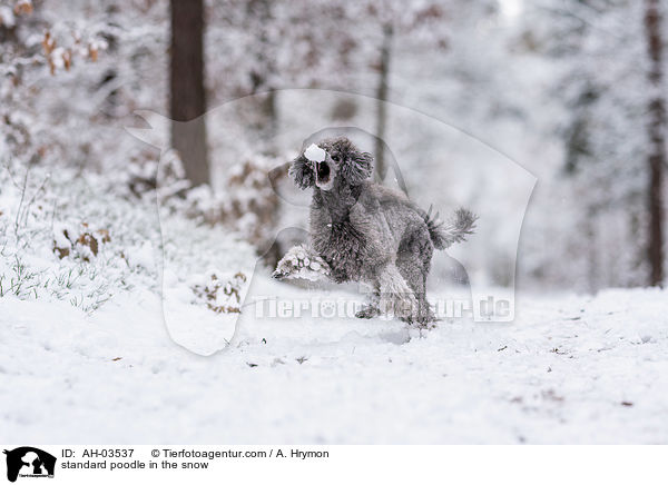 Kleinpudel im Schnee / standard poodle in the snow / AH-03537