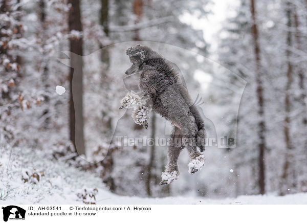 Kleinpudel im Schnee / standard poodle in the snow / AH-03541