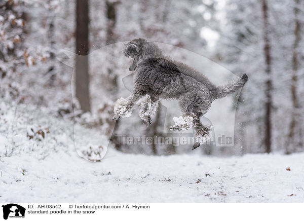 Kleinpudel im Schnee / standard poodle in the snow / AH-03542