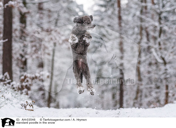 Kleinpudel im Schnee / standard poodle in the snow / AH-03546