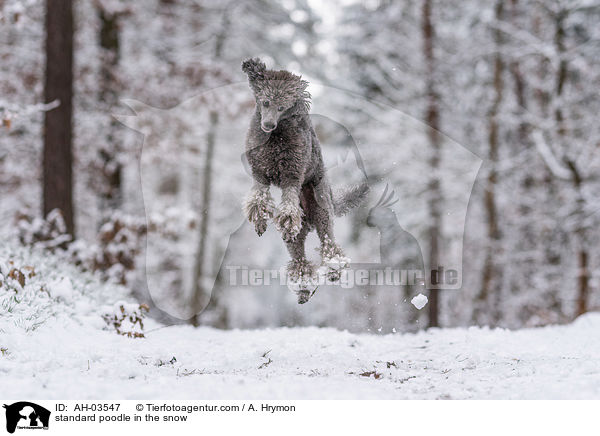 Kleinpudel im Schnee / standard poodle in the snow / AH-03547