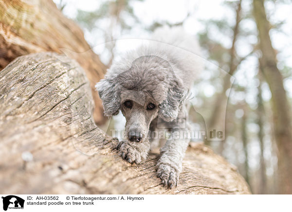 Kleinpudel auf Baumstamm / standard poodle on tree trunk / AH-03562