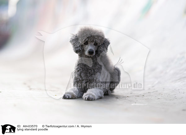 liegender Kleinpudel / lying standard poodle / AH-03570