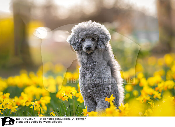 standard poodle between diffodils / AH-03597