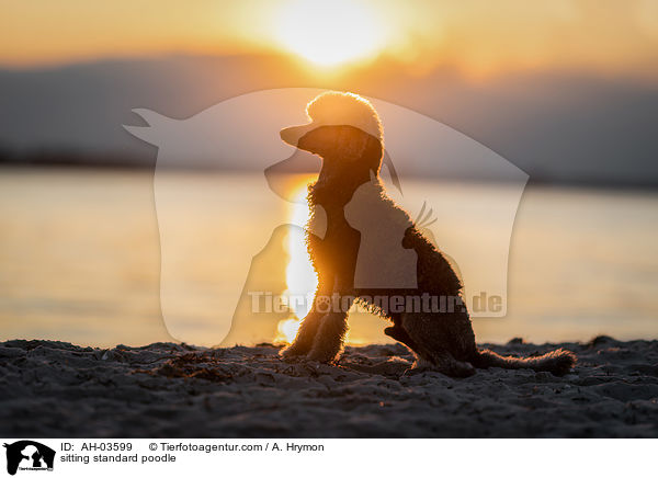 sitzender Kleinpudel / sitting standard poodle / AH-03599