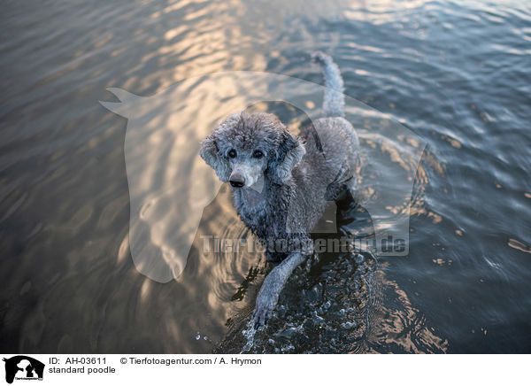 Kleinpudel / standard poodle / AH-03611