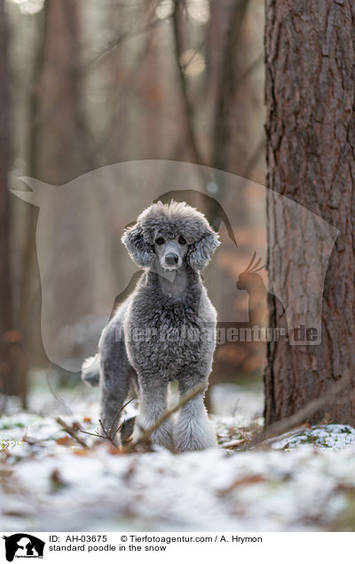 standard poodle in the snow / AH-03675