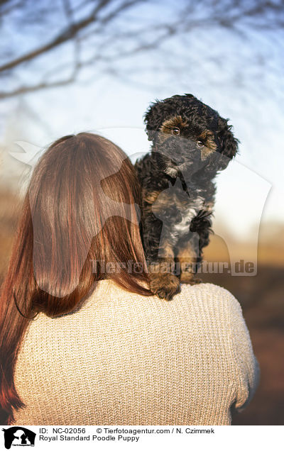 Royal Standard Poodle Puppy / NC-02056