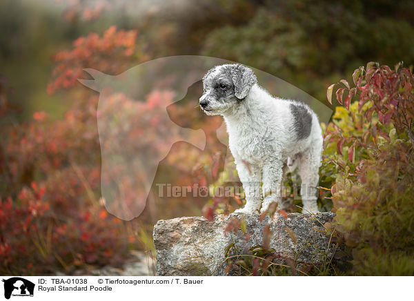 Royal Standard Poodle / TBA-01038