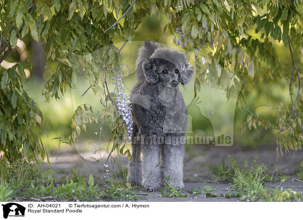 Royal Standard Poodle / AH-04021