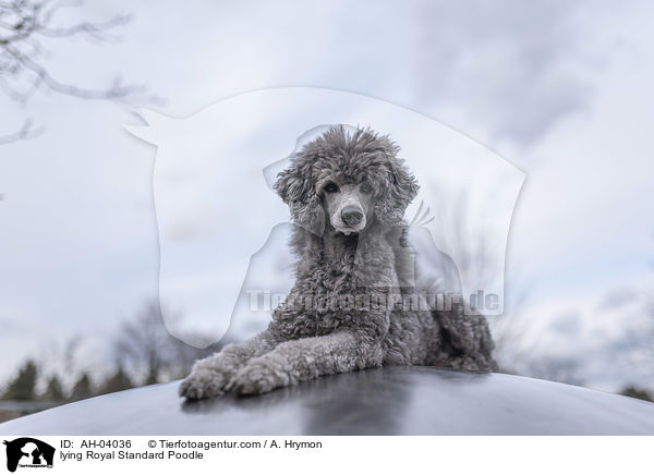 lying Royal Standard Poodle / AH-04036