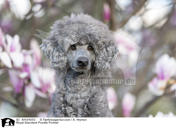 Kleinpudel Portrait / Royal Standard Poodle Portrait / AH-04053