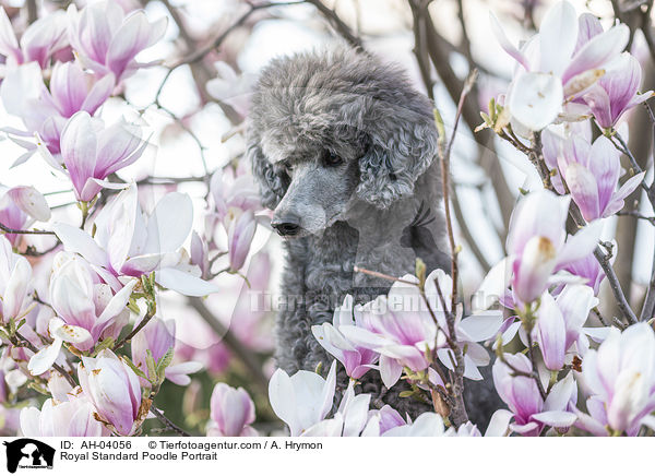 Kleinpudel Portrait / Royal Standard Poodle Portrait / AH-04056