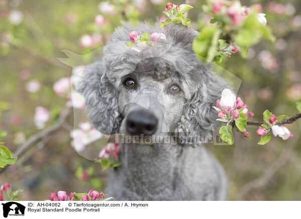 Kleinpudel Portrait / Royal Standard Poodle Portrait / AH-04062