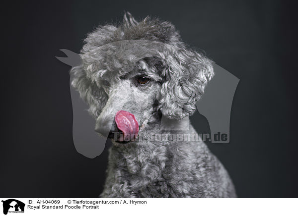 Kleinpudel Portrait / Royal Standard Poodle Portrait / AH-04069