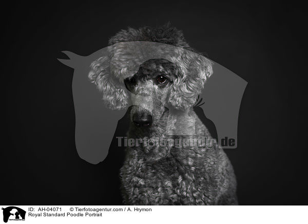 Royal Standard Poodle Portrait / AH-04071