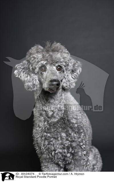 Royal Standard Poodle Portrait / AH-04074