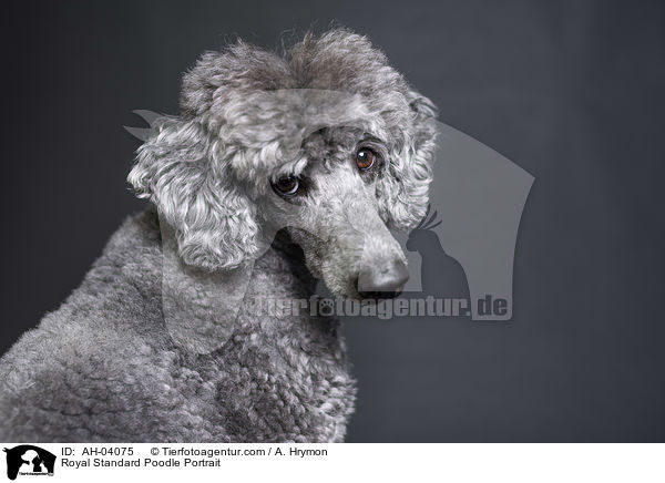 Royal Standard Poodle Portrait / AH-04075