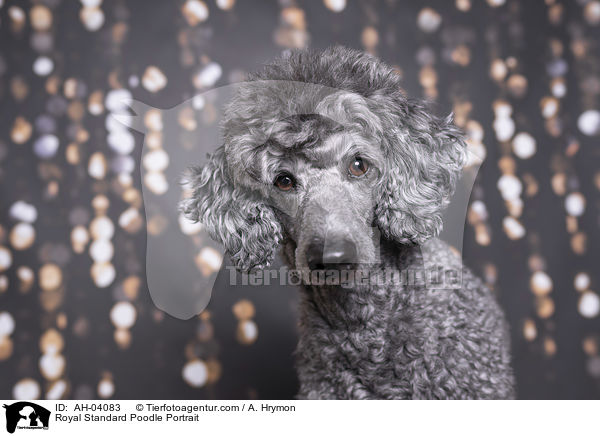 Kleinpudel Portrait / Royal Standard Poodle Portrait / AH-04083