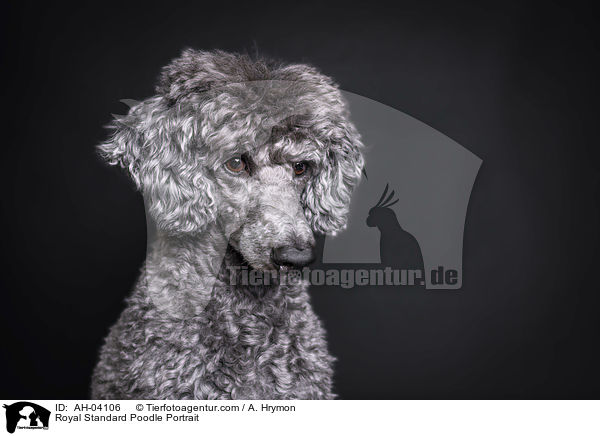 Royal Standard Poodle Portrait / AH-04106