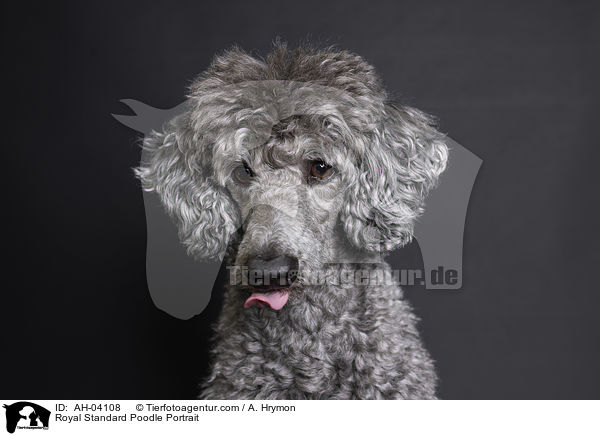 Kleinpudel Portrait / Royal Standard Poodle Portrait / AH-04108