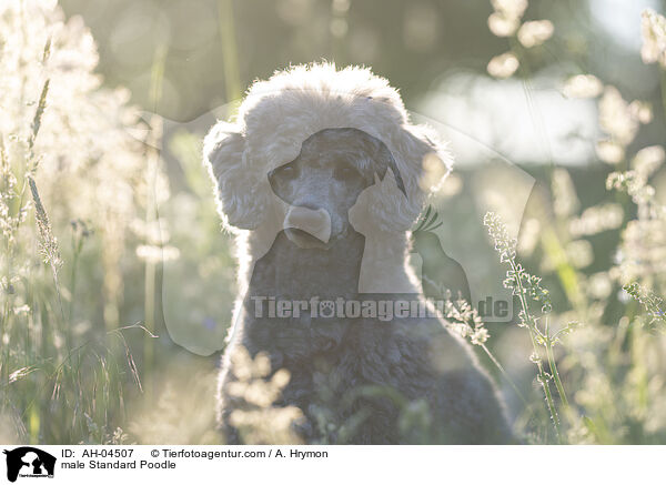 male Standard Poodle / AH-04507