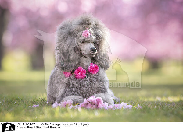 Kleinpudel Hndin / female Royal Standard Poodle / AH-04871