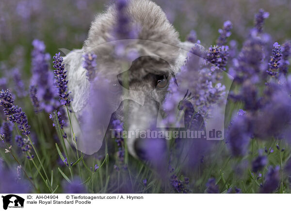 Kleinpudel Rde / male Royal Standard Poodle / AH-04904