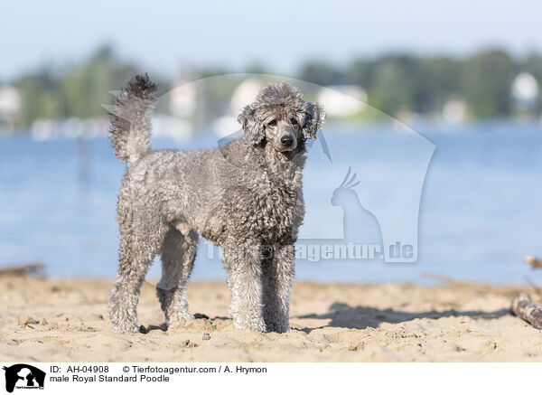 Kleinpudel Rde / male Royal Standard Poodle / AH-04908