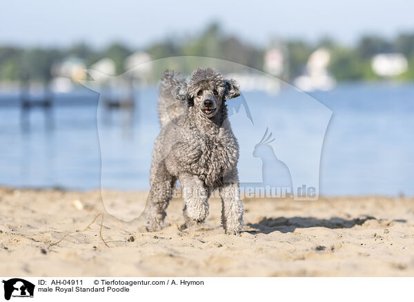 Kleinpudel Rde / male Royal Standard Poodle / AH-04911