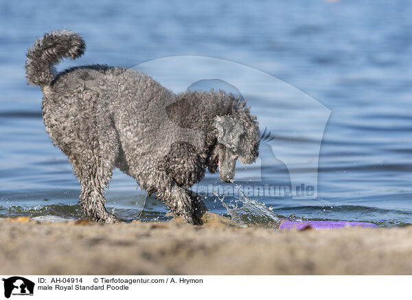 Kleinpudel Rde / male Royal Standard Poodle / AH-04914