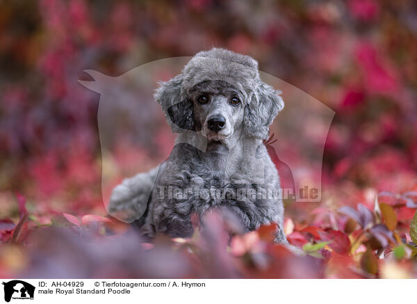 Kleinpudel Rde / male Royal Standard Poodle / AH-04929