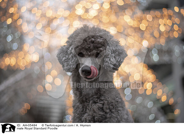 Kleinpudel Rde / male Royal Standard Poodle / AH-05484