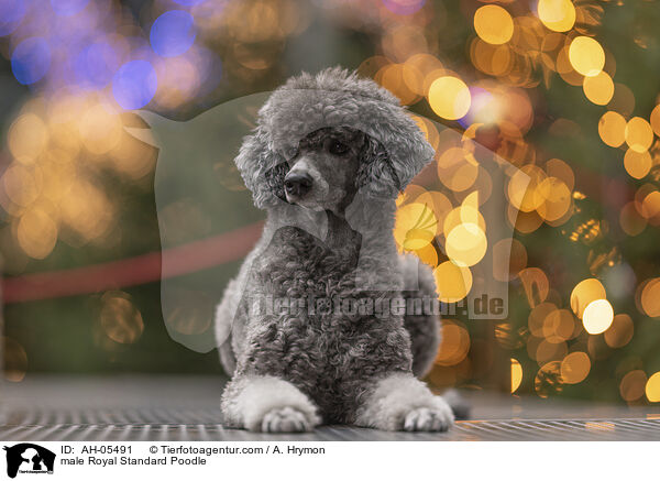 Kleinpudel Rde / male Royal Standard Poodle / AH-05491