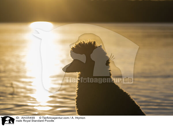 Kleinpudel Rde / male Royal Standard Poodle / AH-05499