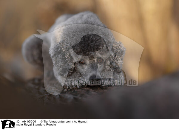 Kleinpudel Rde / male Royal Standard Poodle / AH-05506