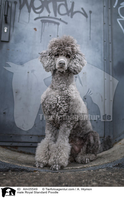 Kleinpudel Rde / male Royal Standard Poodle / AH-05549