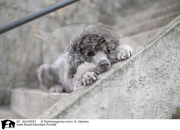 Kleinpudel Rde / male Royal Standard Poodle / AH-05551