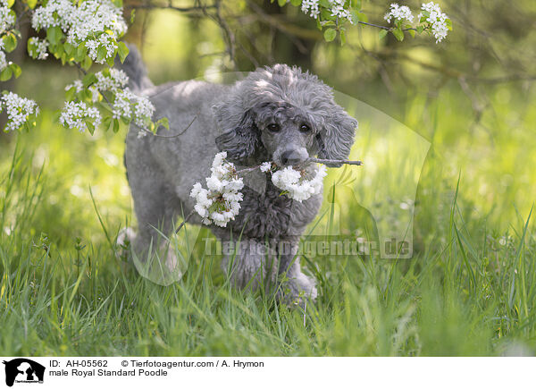 Kleinpudel Rde / male Royal Standard Poodle / AH-05562