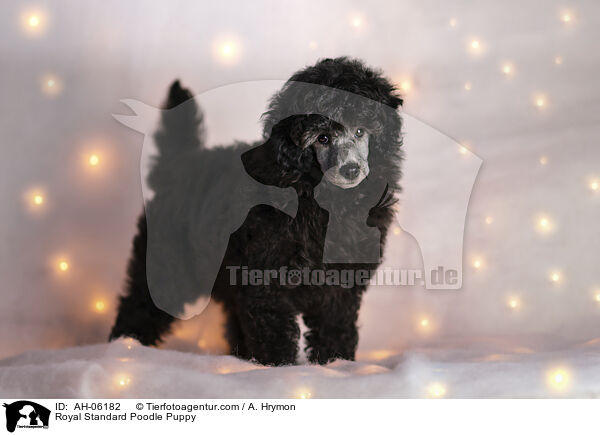 Kleinpudel Welpe / Royal Standard Poodle Puppy / AH-06182